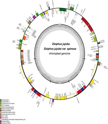 Haplotype Analysis of Chloroplast Genomes for Jujube Breeding